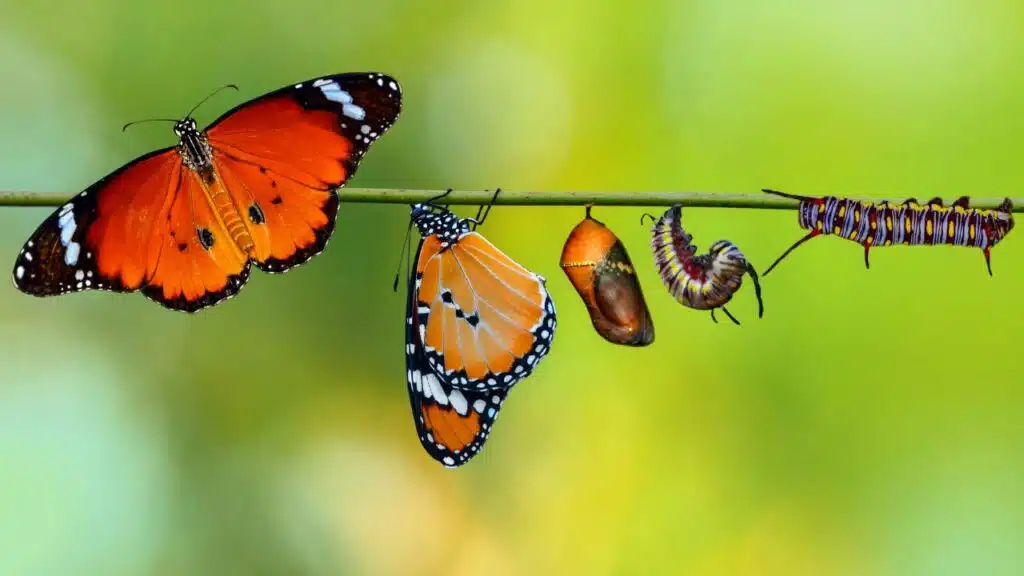 Wahre Veränderung - Entwicklung von der Raupe bis zum Schmetterling